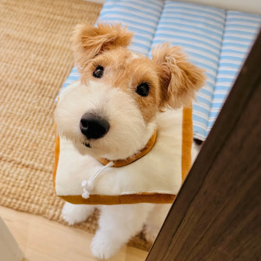 Cute bread pet cone with adjustable neck fit for small dog breeds