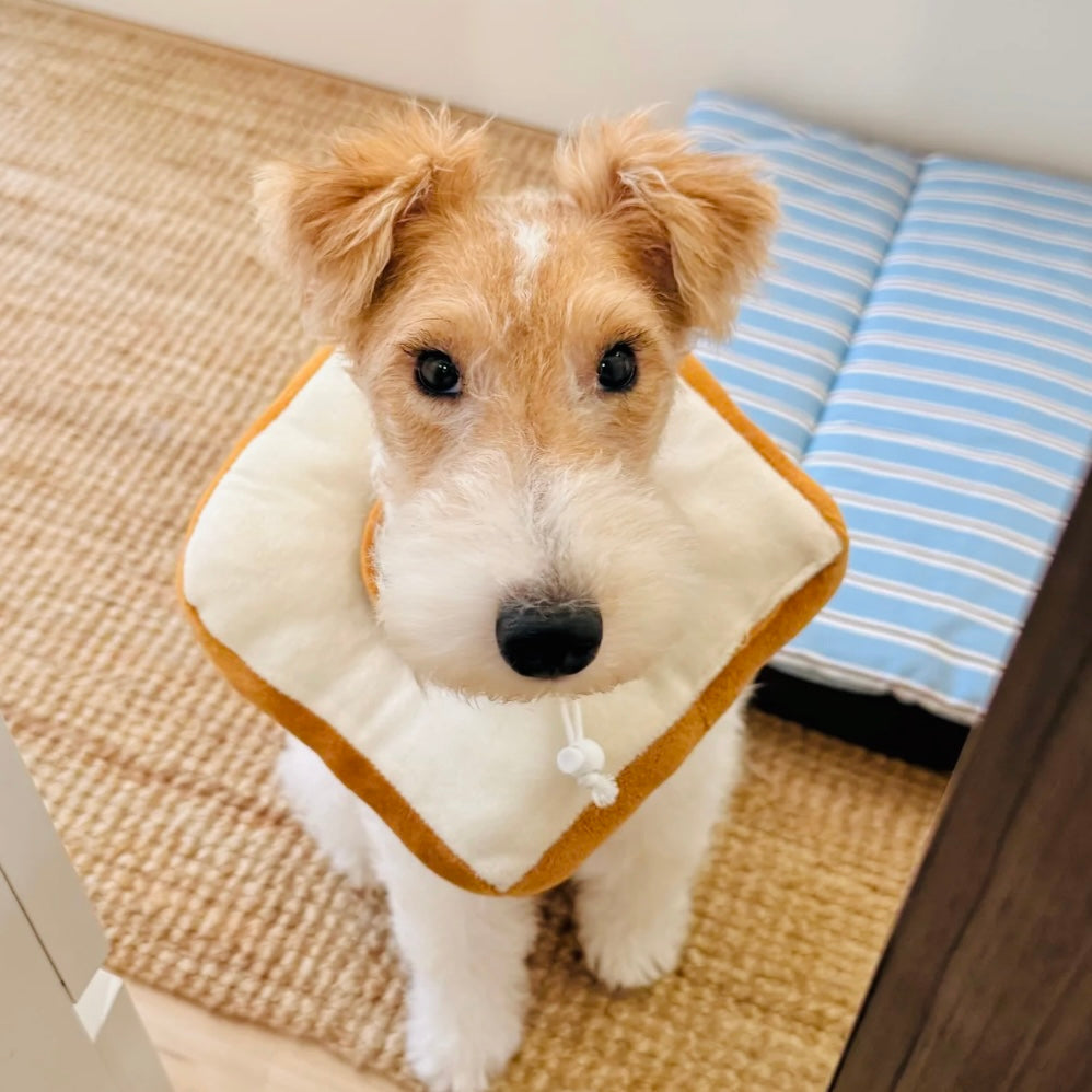 Fox Terrier wearing toast-shaped Elizabeth collar for small dogs and cats