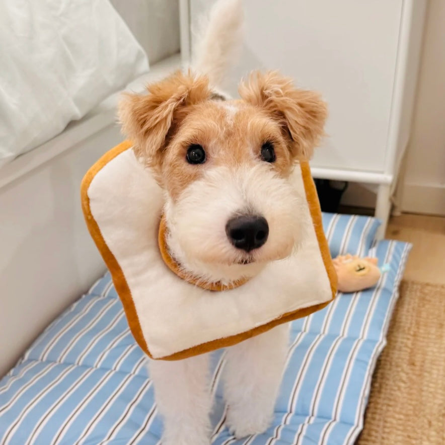 Soft toast dog recovery collar for Fox Terrier, Poodle, and Bichon
