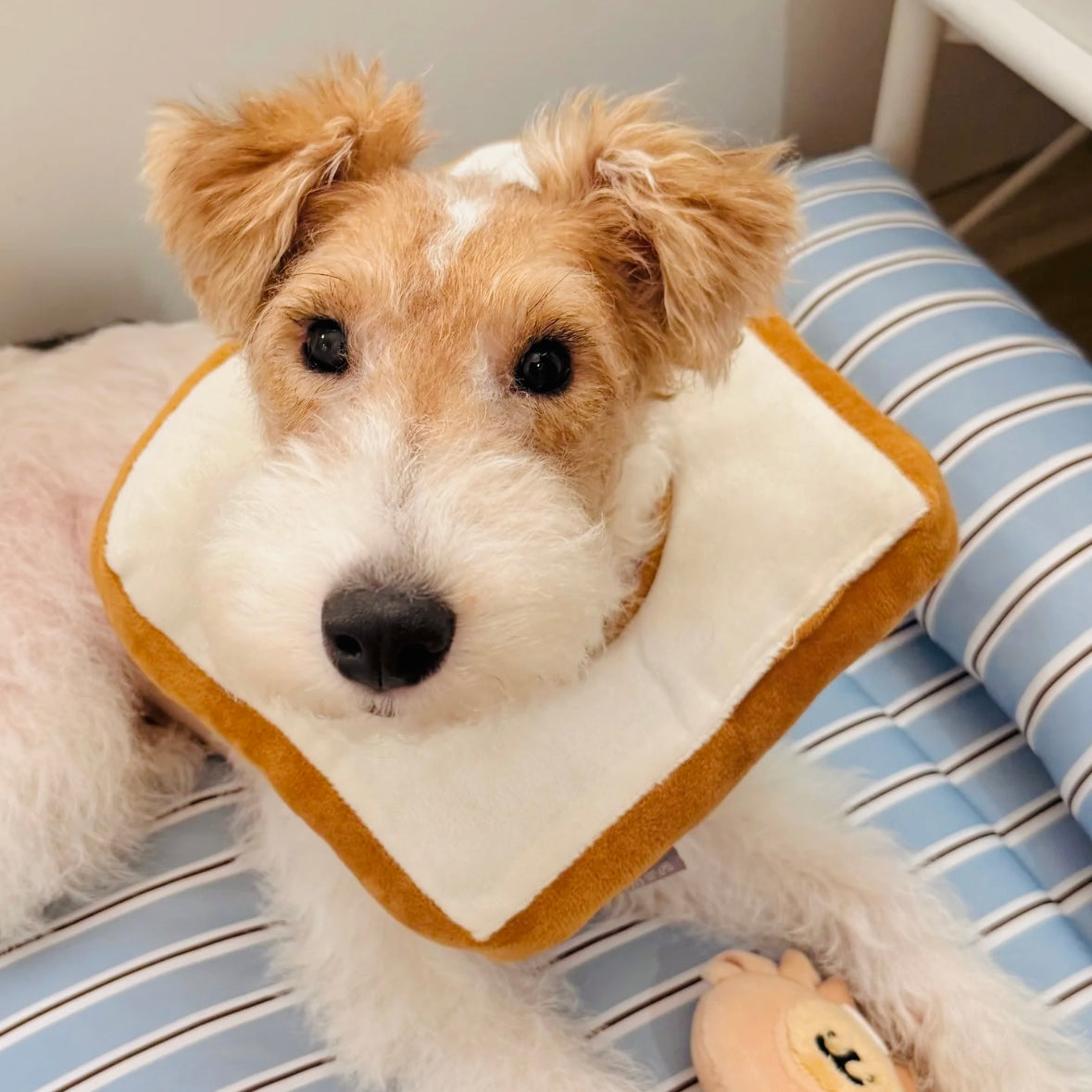 Soft toast dog recovery collar for Fox Terrier, Poodle, and Bichon