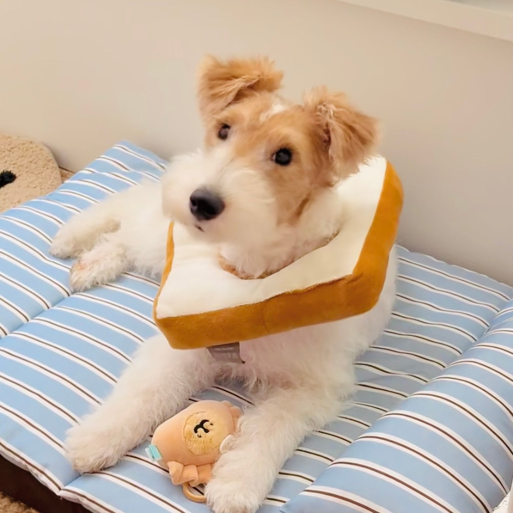 Small dog wearing lightweight toast-style protective collar indoors