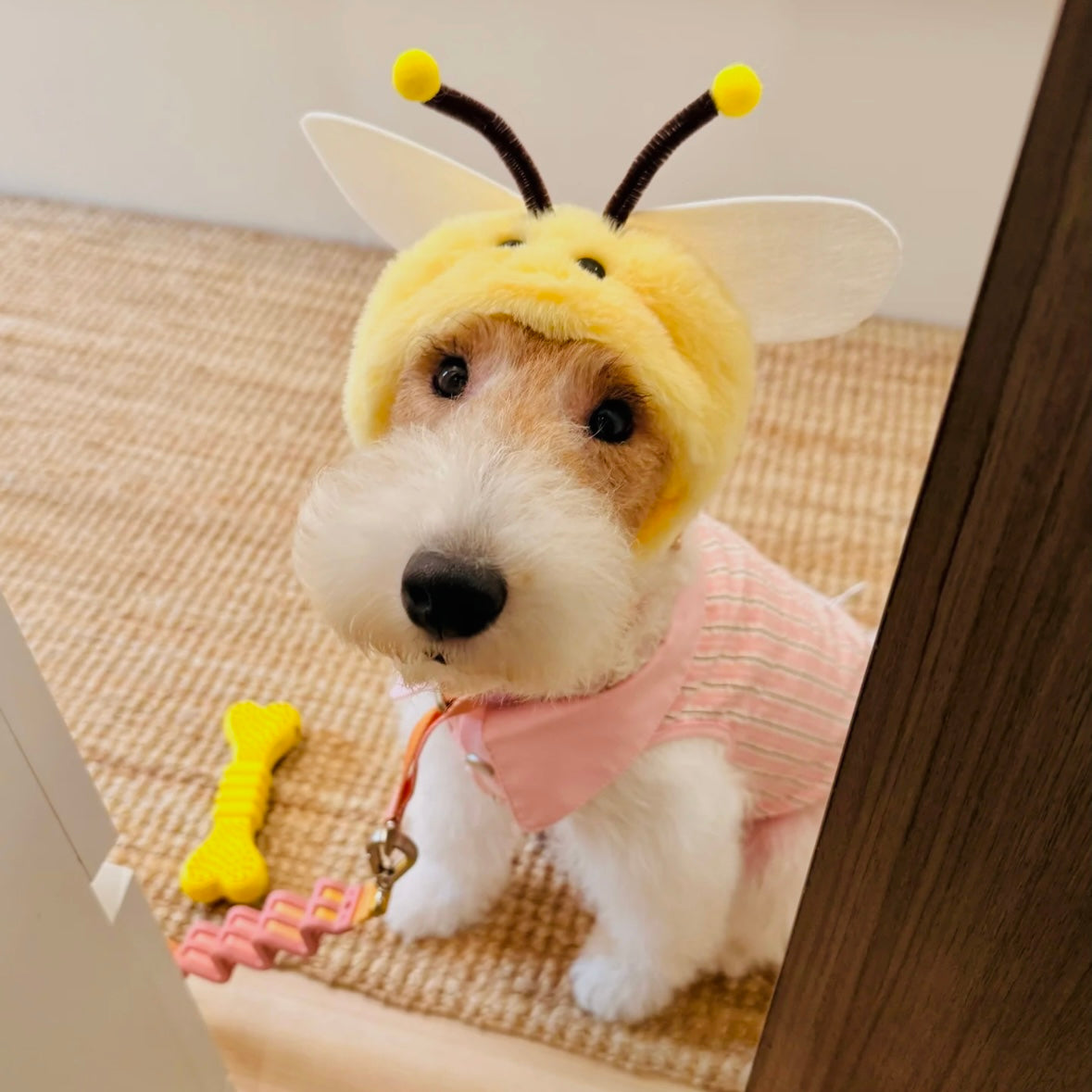 Close-up of kawaii bee hood with antennae on white dog