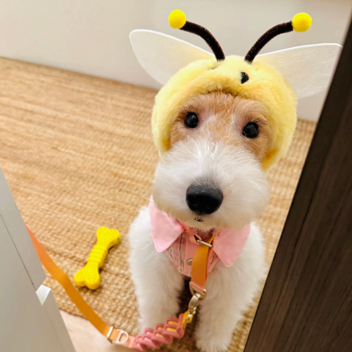 Dog wearing cozy bee costume hood for Halloween or photos