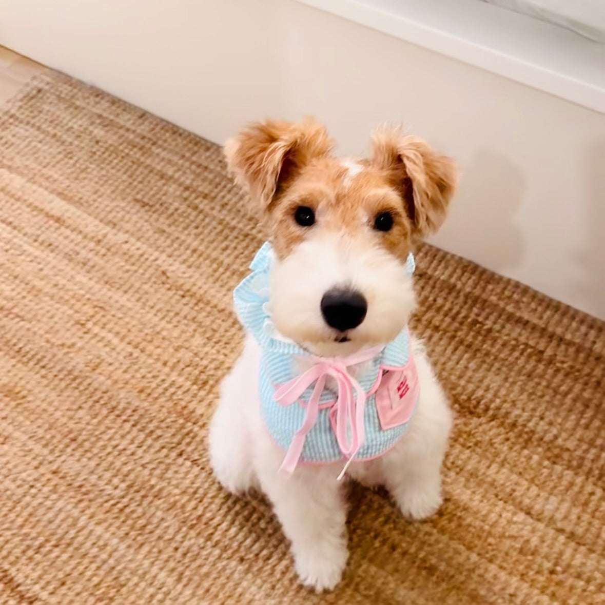 Striped Dog Bandana Bib & Hat – Soft Cotton Absorbent Pet Scarf for Puppies & Small Dogs - Ayaya