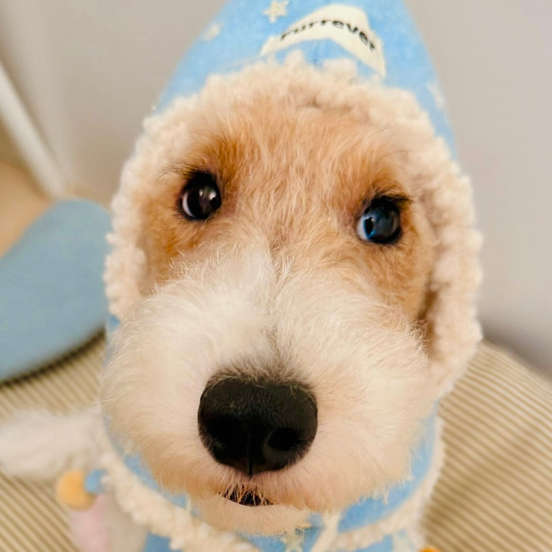 Small dog in star hat and bib set with gold embroidery