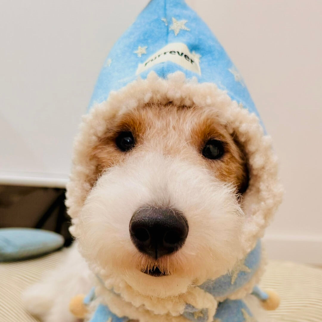 Dog in soft blue cape with star points and pom ends – close-up