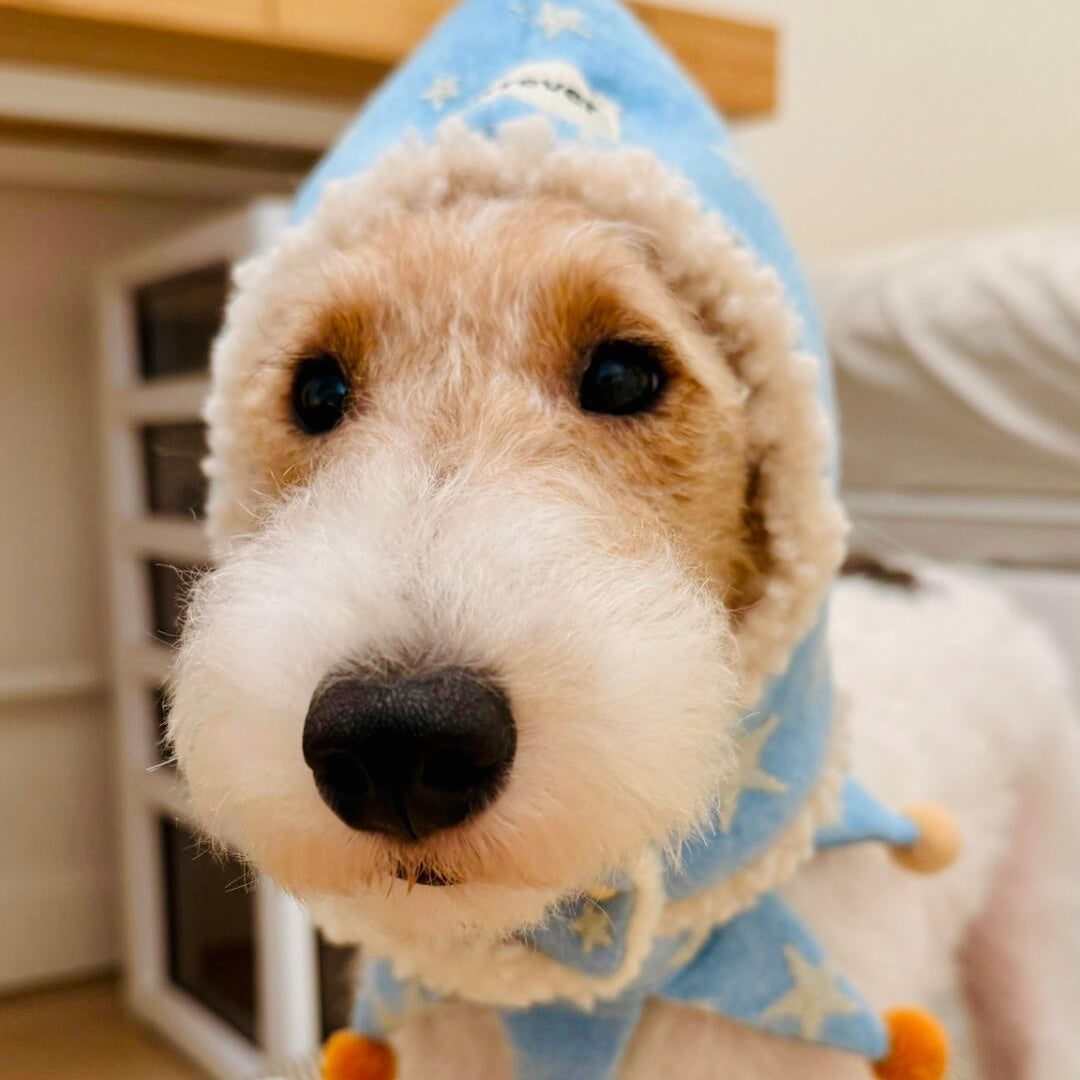 Dog dressed in cozy winter star outfit – perfect for holiday photos