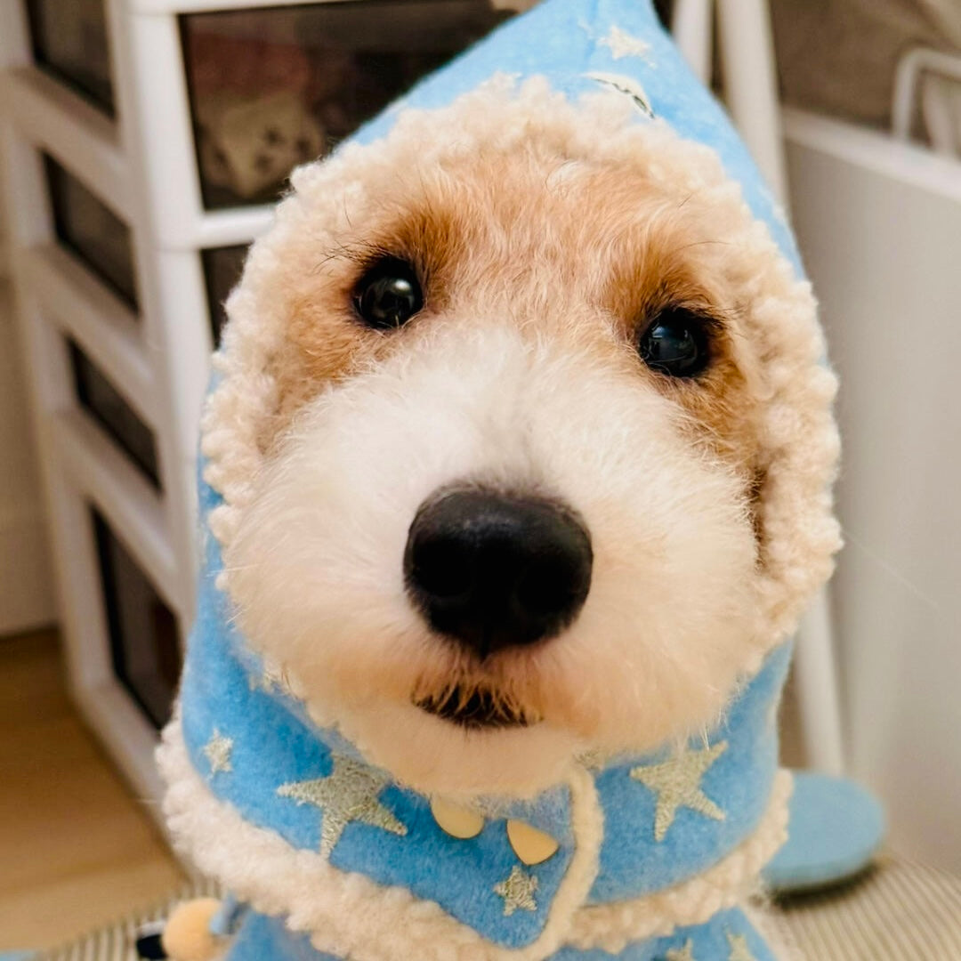 Dog dressed in cozy winter star outfit – perfect for holiday photos