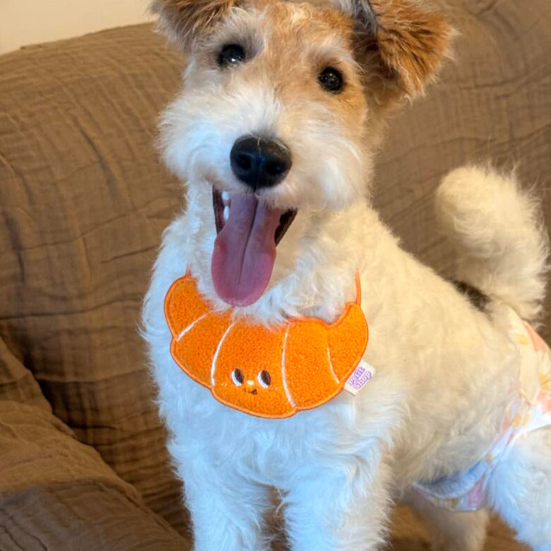 Croissant-shaped dog bib worn by Fox Terrier – decorative pet neckwear