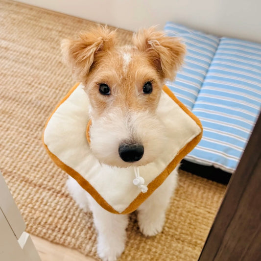 Fox Terrier wearing toast-shaped Elizabeth collar for small dogs and cats