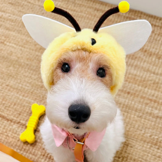 Fox Terrier wearing bee hood with plush antennas – cute dog costume