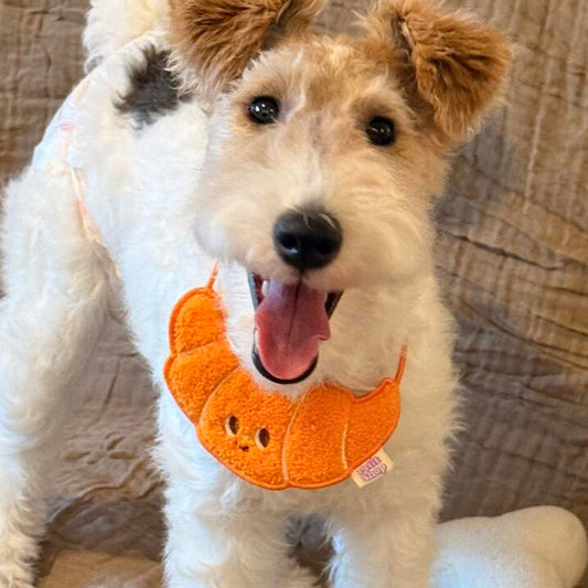 Croissant-shaped dog bib worn by Fox Terrier – decorative pet neckwear